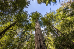trees
